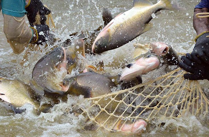 Pescados brasileiros em crescimento no comércio mundial