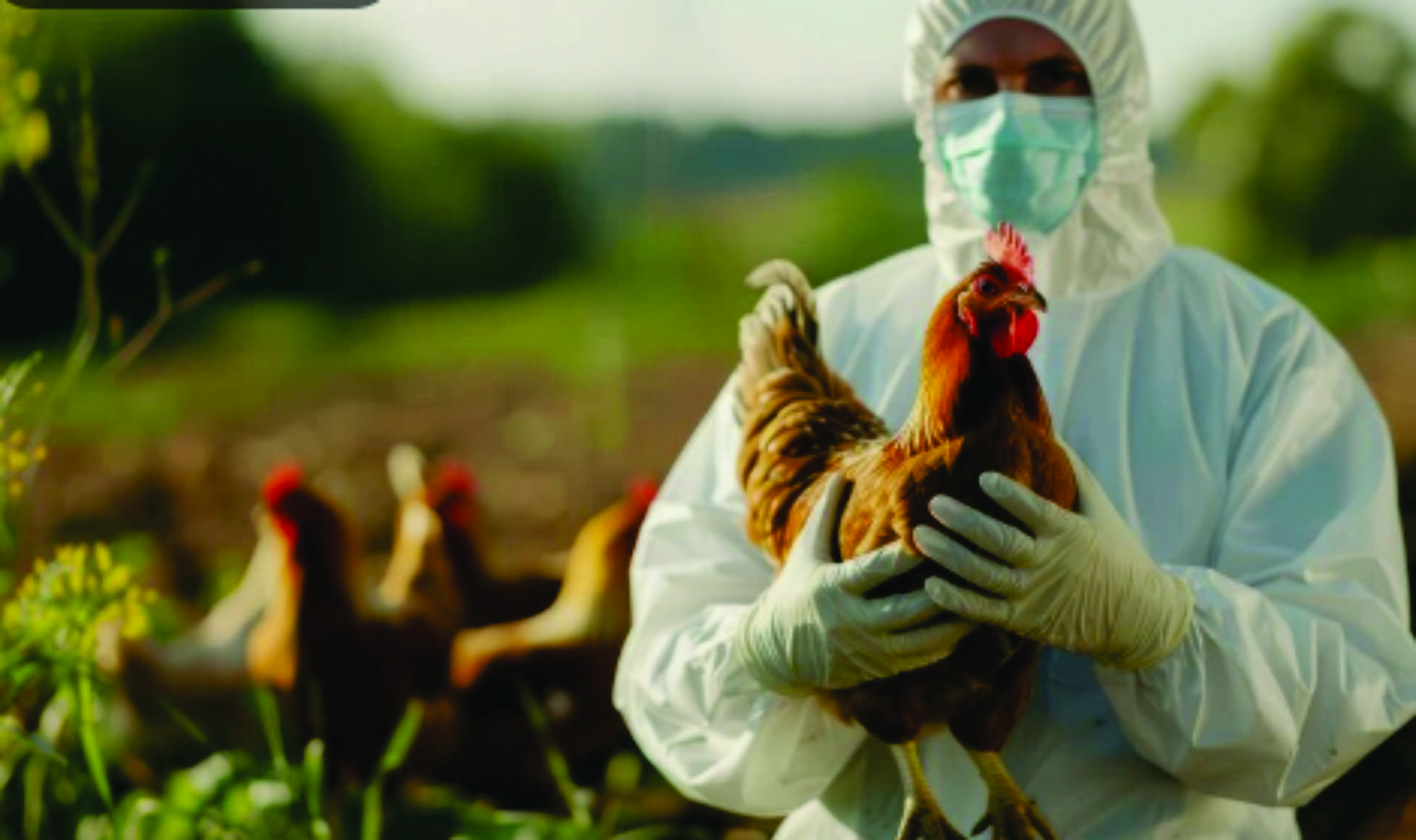 Exportações de carne de frango do Brasil enfrentam suspensões após surto de gripe aviária